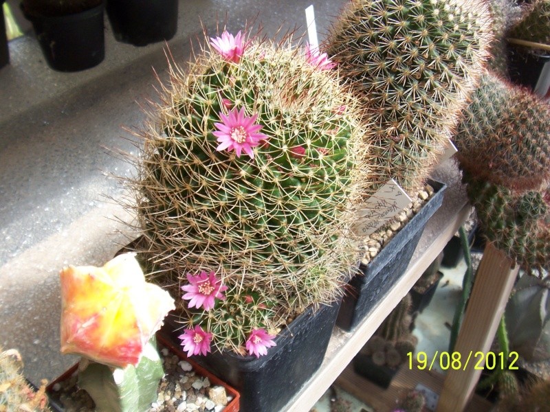 Cacti and Sukkulent in Köln, every day new flowers in the greenhouse Part 29   Bild_837