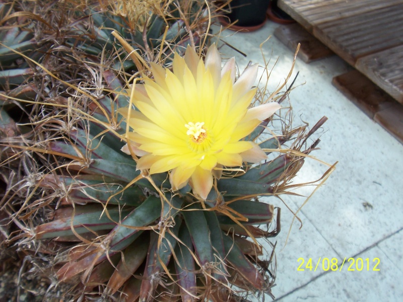 Cacti and Sukkulent in Köln, every day new flowers in the greenhouse Part 30   Bild_921