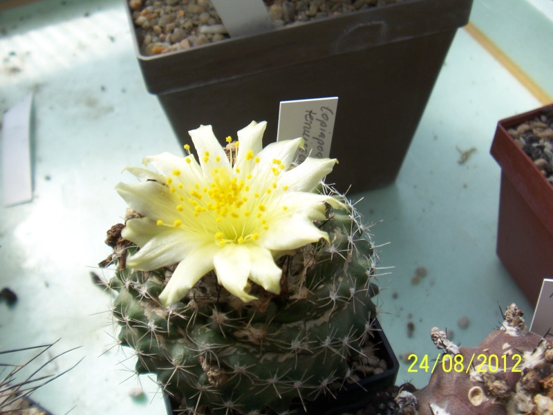 Cacti and Sukkulent in Köln, every day new flowers in the greenhouse Part 30   Bild_922