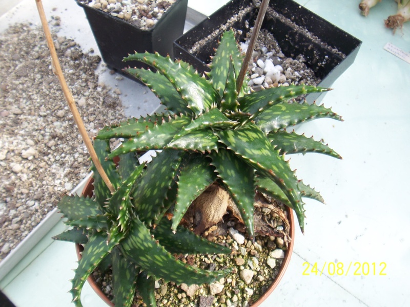 Cacti and Sukkulent in Köln, every day new flowers in the greenhouse Part 30   Bild_929