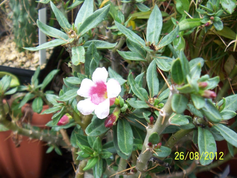 Cacti and Sukkulent in Köln, every day new flowers in the greenhouse Part 30   Bild_938