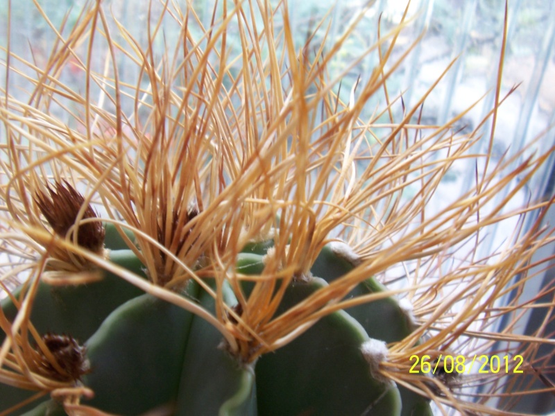 Cacti and Sukkulent in Köln, every day new flowers in the greenhouse Part 30   Bild_946