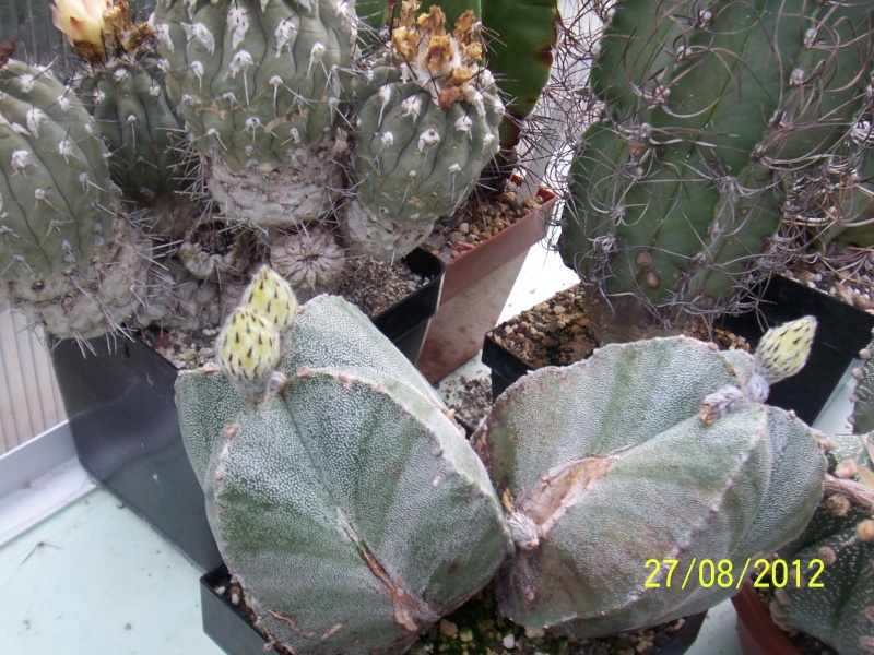 Cacti and Sukkulent in Köln, every day new flowers in the greenhouse Part 30   Bild_960