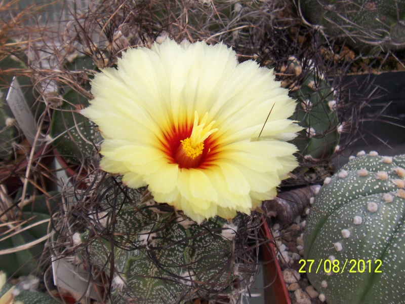 Cacti and Sukkulent in Köln, every day new flowers in the greenhouse Part 30   Bild_962