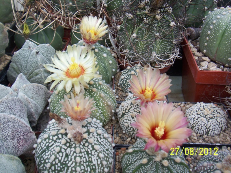 Cacti and Sukkulent in Köln, every day new flowers in the greenhouse Part 30 Bild_963