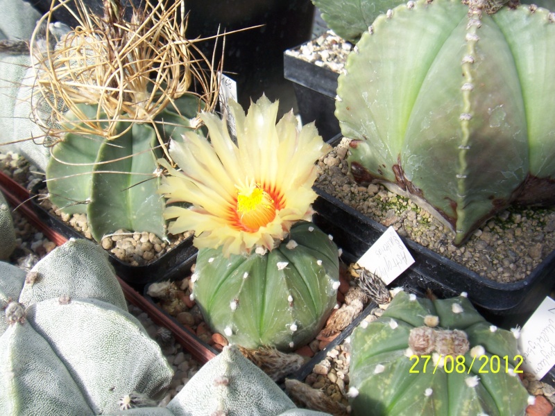Cacti and Sukkulent in Köln, every day new flowers in the greenhouse Part 30   Bild_968