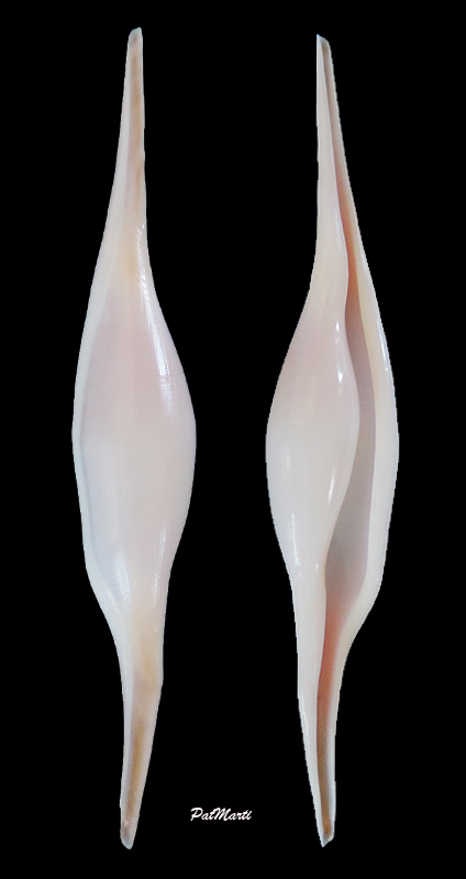 Ovulinae Calcarovula longirostrata  (G.B. Sowerby I, 1828) Calcar11