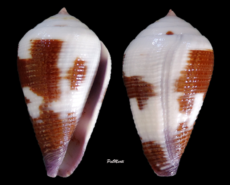 Conus (Leporiconus) scabriusculus  Dillwyn, 1817 - Page 3 Conus-14
