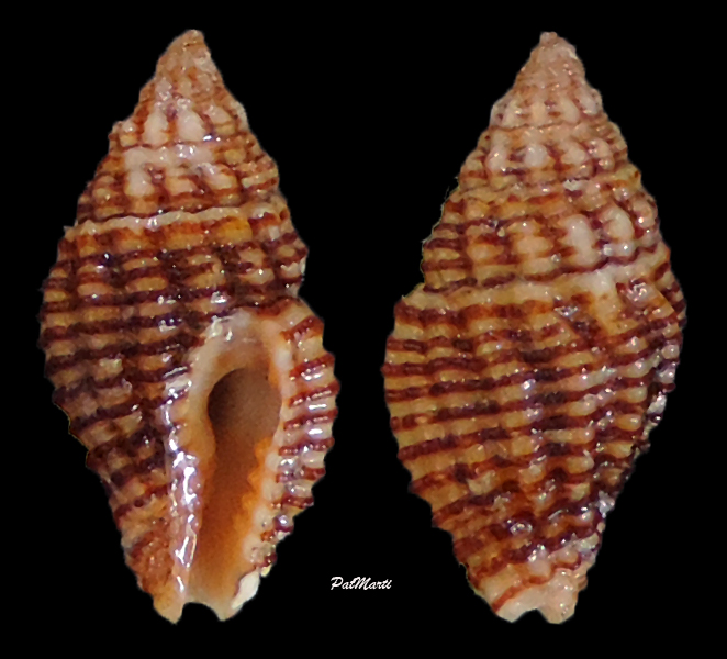 Clivipollia incarnata (Deshayes, 1834)  Engina10