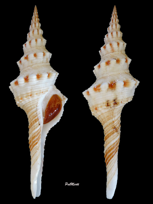 Marmorofusus tuberculatus (Lamarck, 1822) Fusinu15