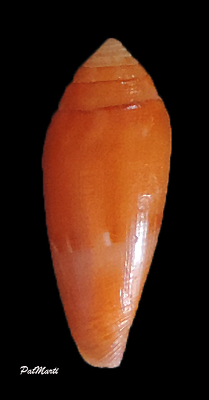 Conus (Splinoconus) nucleus  Reeve, 1848 Isicon10