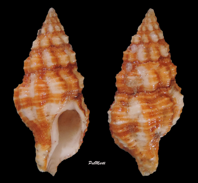 Latirus maculatus - (Reeve, 1847) Latiru10