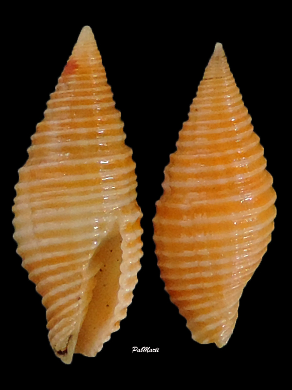 Gemmulimitra avenacea (Reeve, 1845) Mitra-13