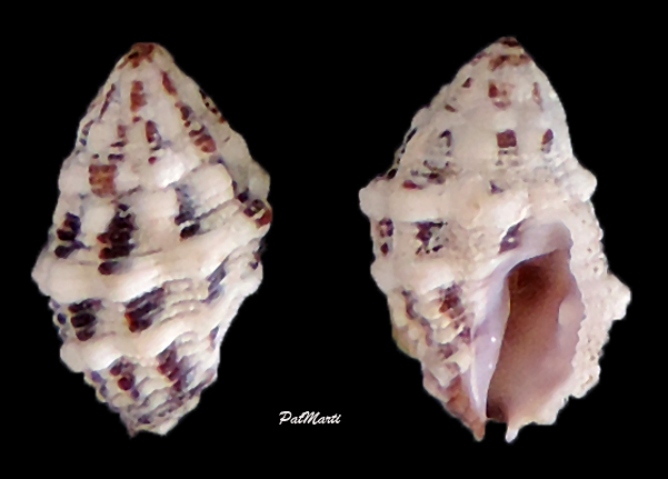 Morula aspera (Lamarck, 1816) Morula10