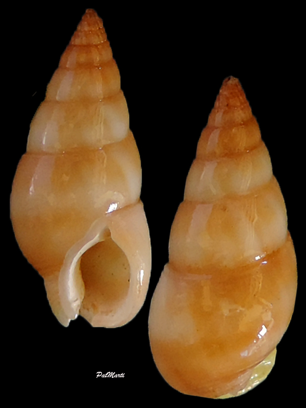 Nassarius comptus (A. Adams, 1852) Nassar15