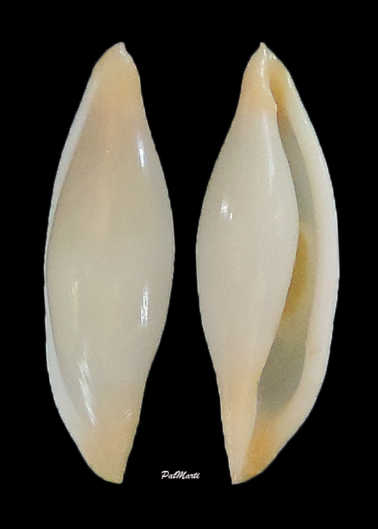 Simniinae Quasisimnia hirasei (Pilsbry, 1913)  Quasis10