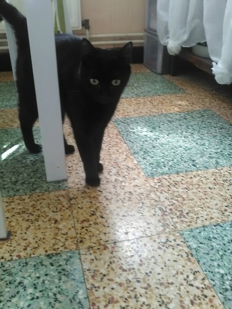 mowgli né le 1 er juillet 2016 Img_2036