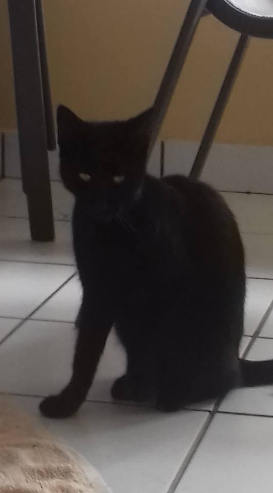 TROUVE jeune chat noir à Port Moselle le 20/06/2017 20170612