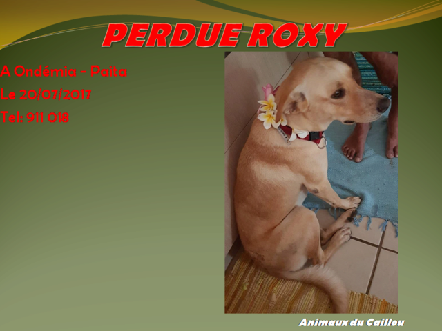 PERDUE ROXY chienne couleur fauve à Ondémia, le 20/07/2017 20170743