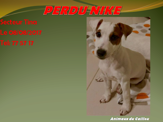 PERDU NIKE jack russel blanc et marron secteur Tina le 08/08/2017 20170822