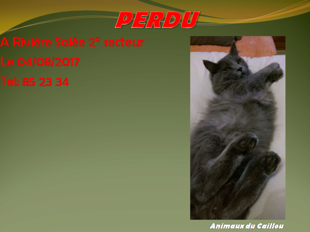 PERDU chat gris souris poils mi-longs à Rivière Salée 2° secteur le 04/08/2017 20170828