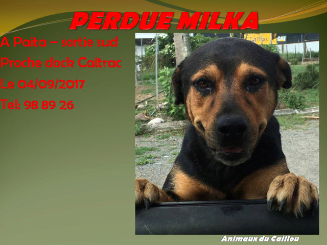 PERDUE MILKA croisée rottweiler noire et feu à Paita à côté du Dock Caltrac sortie sud de Paita le 04/09/2017 20170941