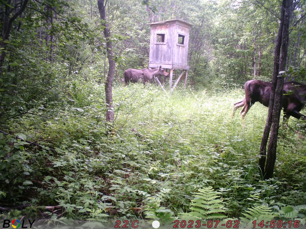 Diversité a une de mes caches Imag0018