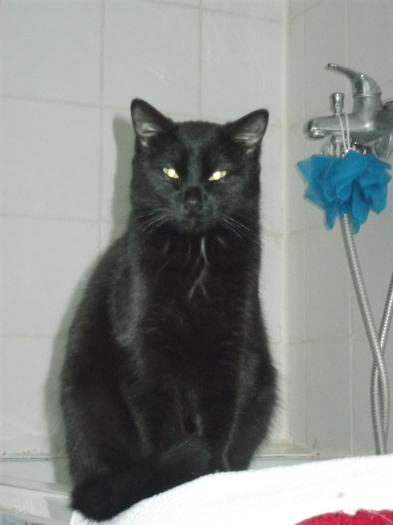 LOL, chatonne noire, née mi-juillet 2012 Dscf5410
