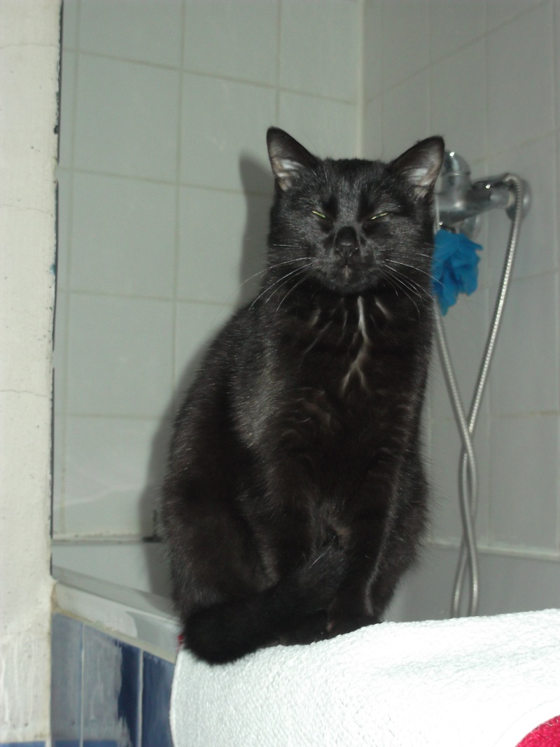 LOL, chatonne noire, née mi-juillet 2012 Dscf5412