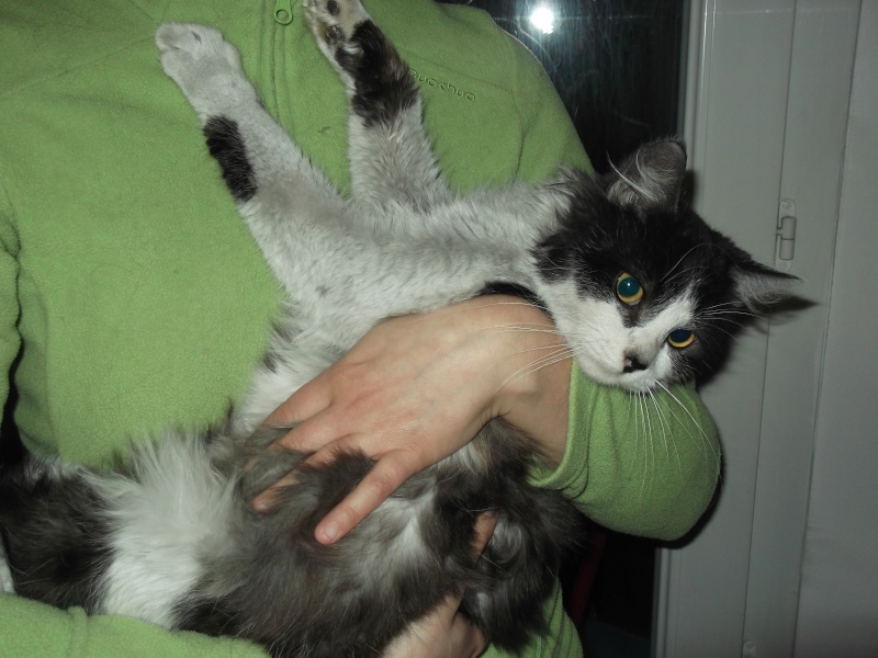 Ulysse, chat noir et blanc poil mi-long, né en 2011 Dscf5420