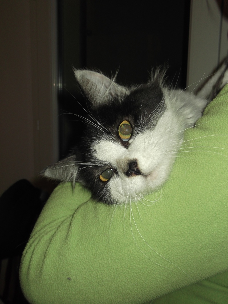 Ulysse, chat noir et blanc poil mi-long, né en 2011 Dscf5421