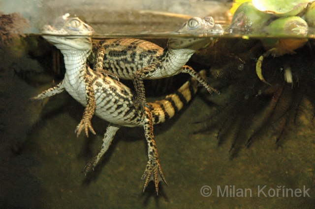 Caiman crocodilius (caiman à lunettes) 2754210