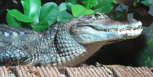Caiman crocodilius (caiman à lunettes) Caiman10