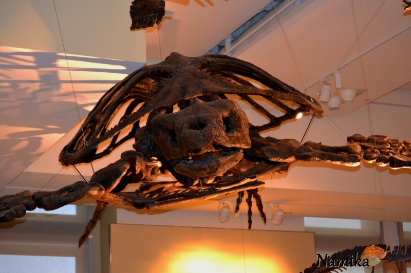 {Fiche/Espèce} : Archelon Archel10