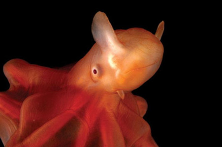 Fiche Espece Pieuvre Dumbo