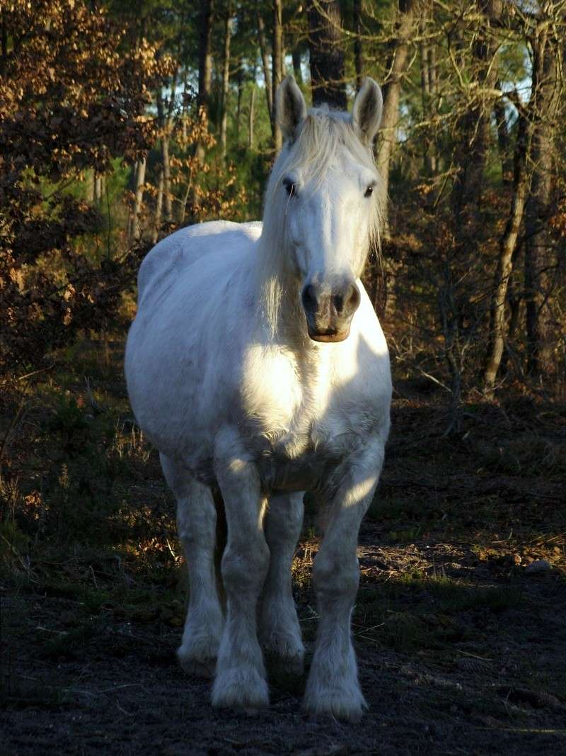 MELODIE DE LA NOTTE et CESAR, percherons et Charlotte33  (Mars 2012) - Page 33 Snb11712