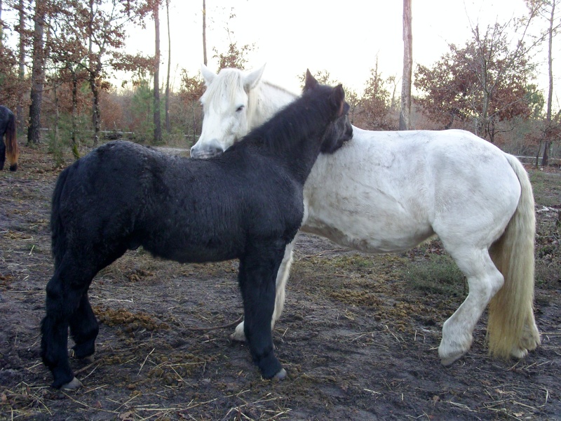 MELODIE DE LA NOTTE et CESAR, percherons et Charlotte33  (Mars 2012) - Page 33 Snb11716