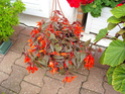 Begonia x Growing Embers Dscn6610