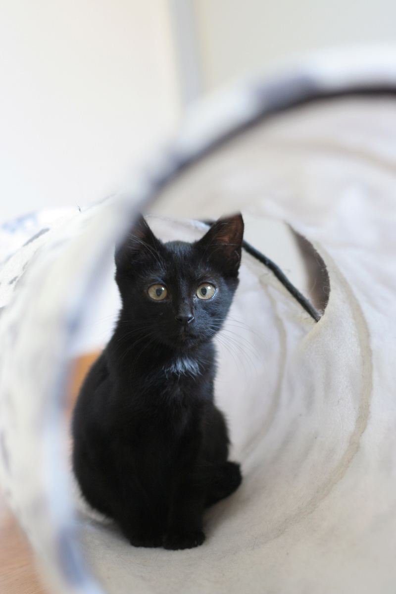 Néji, chaton noir, né le 30/05/17 Img_9014