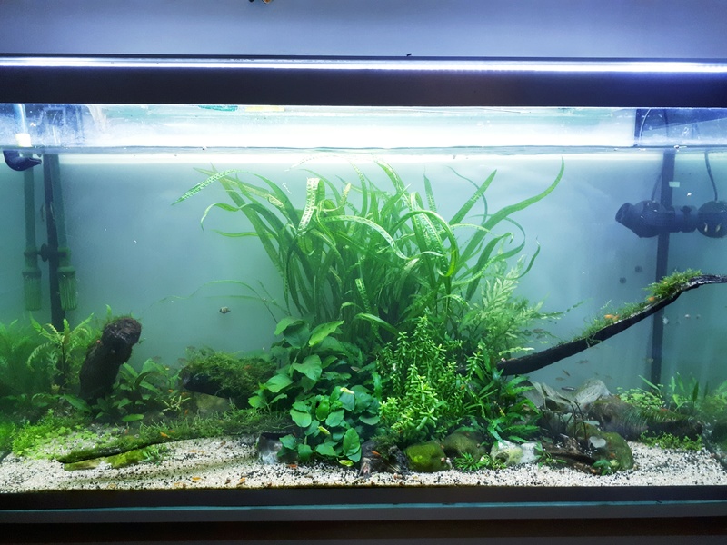 fabrication - Mur végétal avec aquarium de 320L ---> Paludarium - Page 17 20170810