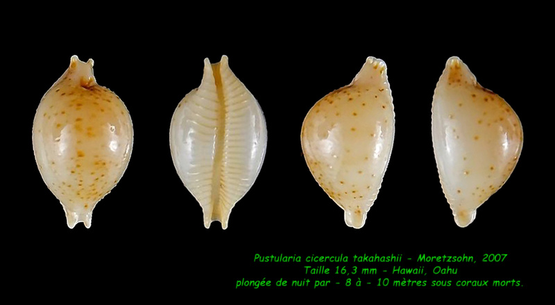 Pustularia cicercula takahashii Moretzsohn, 2007 Cicerc11