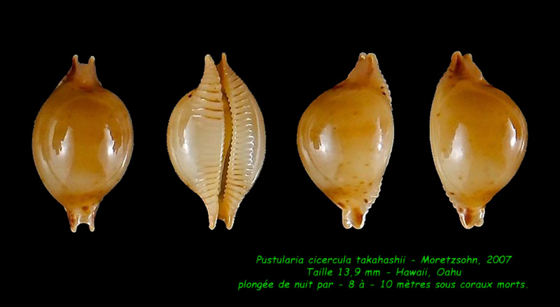 Pustularia cicercula takahashii Moretzsohn, 2007 Cicerc12