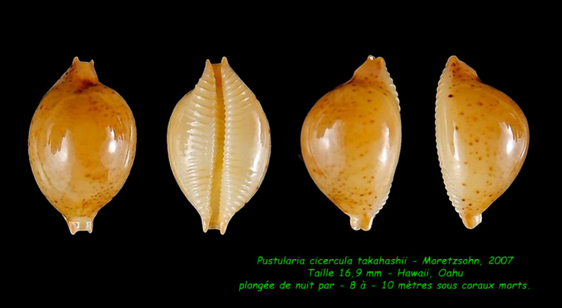 Pustularia cicercula takahashii Moretzsohn, 2007 Cicerc13