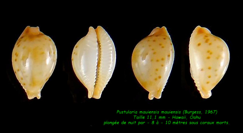 Pustularia mauiensis - (Burgess, 1967) Mauien11