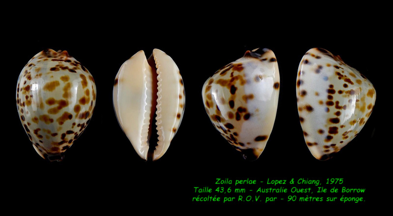 Zoila perlae Lopez & Chiang, 1975 Perlae10