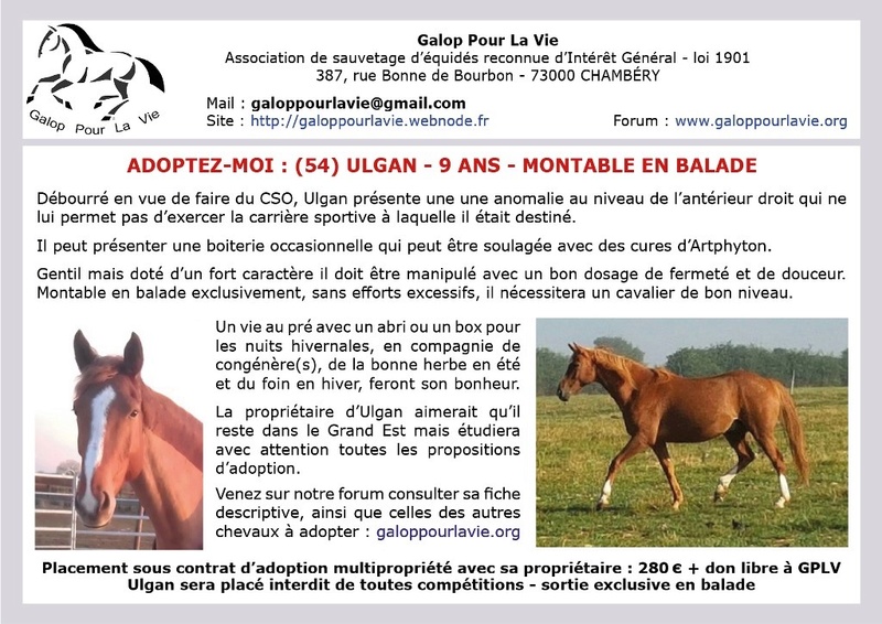 ULGAN – Cheval de Selle né en 2008 - Placé en janvier 2019 par sa propriétaire 2017_764