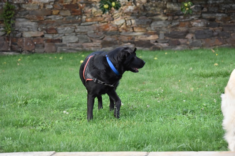 BROWNIE, Mâle x labrador (15/02/2013) - Page 2 Dsc_0162