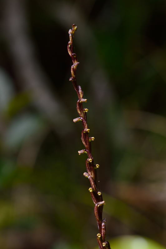 Benthamia dauphinensis Bentha14