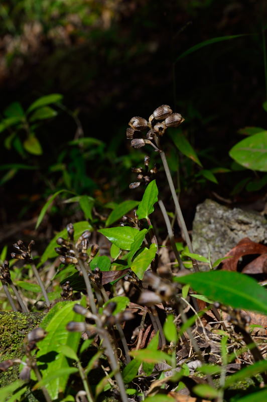 Gastrodia vs Epipogon Dsc_8810