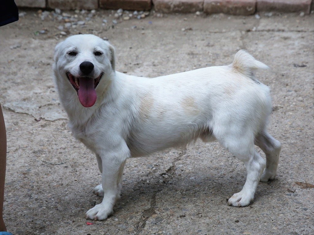 Batonel, chien taille moyenne, né en 2015 Hx9a6321